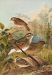 Turdus iliacus - Johann Friedrich Naumann — visning af kunstværket
