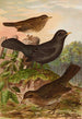 Turdus merula - Johann Friedrich Naumann — visning af kunstværket