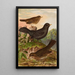 Turdus merula - Johann Friedrich Naumann — indrammet kunstværk på væggen