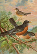 Turdus migratorius - Johann Friedrich Naumann — visning af kunstværket