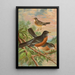 Turdus migratorius - Johann Friedrich Naumann — indrammet kunstværk på væggen