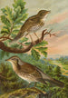 Turdus musicus Turdus pilaris - Johann Friedrich Naumann — visning af kunstværket
