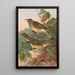 Turdus obscurus - Johann Friedrich Naumann — indrammet kunstværk på væggen