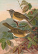 Turdus obscurus - Johann Friedrich Naumann — visning af kunstværket