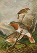 Turdus ruficollis - Johann Friedrich Naumann — visning af kunstværket