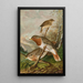 Turdus ruficollis - Johann Friedrich Naumann — indrammet kunstværk på væggen