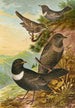 Turdus torquatus - Johann Friedrich Naumann — visning af kunstværket