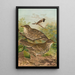 Turdus viscivorus Turdus atrigularis - Johann Friedrich Naumann — indrammet kunstværk på væggen