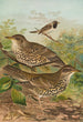Turdus viscivorus Turdus atrigularis - Johann Friedrich Naumann — visning af kunstværket