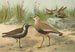Vanellus gregarius Pall Charadrius dominicus St Muller - Johann Friedrich Naumann — visning af kunstværket