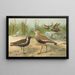 Vanellus gregarius Pall Charadrius dominicus St Muller - Johann Friedrich Naumann — indrammet kunstværk på væggen