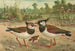 Vanellus vanellus - Johann Friedrich Naumann — visning af kunstværket