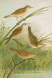 crocephalus streperus streperus horticolus palustris palustris fruticolus - Johann Friedrich Naumann — visning af kunstværket