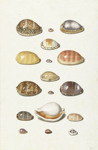Johann Gustav Hoch - Cowry Shells.webp
