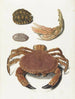 En krabbe, en krabbepote og to skildpaddeskjolde - Johann Gustav Hoch — visning af kunstværket