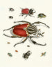 Kort historie om insekterne af Dr. Sulzer, Pl. 01 - Johann Heinrich Sulzer — visning af kunstværket