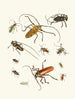 Kort historie om insekterne af Dr. Sulzer, Pl. 05 - Johann Heinrich Sulzer — visning af kunstværket