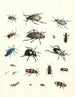 Kort historie om insekterne af Dr. Sulzer, Pl. 07 - Johann Heinrich Sulzer — visning af kunstværket