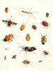 Kort historie om insekterne af Dr. Sulzer, Pl. 10 - Johann Heinrich Sulzer — visning af kunstværket
