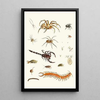 Johann Heinrich Sulzer - Dr Sulzers Short History of Insects Pl 29.webp