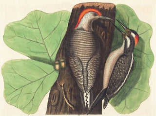 Johann Michael Seligmann - The Red Bellied Woodpecker Picus Carolinus.webp