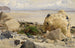 Klippe ved stranden - Johann Wilhelm Schirmer — visning af kunstværket