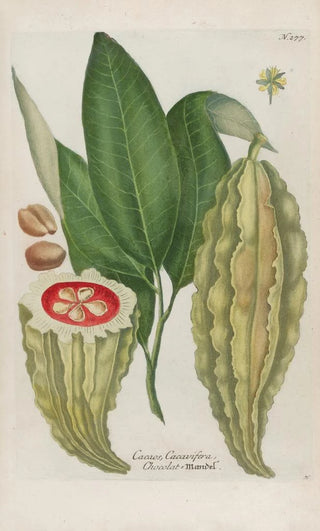 Johann Wilhelm Weinmann - Phytanthoza iconographia Pl002.webp