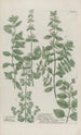 Phytanthoza iconographia Pl005 - Johann Wilhelm Weinmann — visning af kunstværket