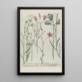 Johann Wilhelm Weinmann - Phytanthoza iconographia Pl013.webp