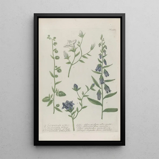 Johann Wilhelm Weinmann - Phytanthoza iconographia Pl015.webp