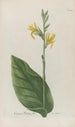 Phytanthoza iconographia Pl019 - Johann Wilhelm Weinmann — visning af kunstværket