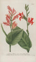 Phytanthoza iconographia Pl021 - Johann Wilhelm Weinmann — visning af kunstværket