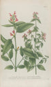 Phytanthoza iconographia Pl024 - Johann Wilhelm Weinmann — visning af kunstværket