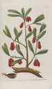 Phytanthoza iconographia Pl028 - Johann Wilhelm Weinmann — visning af kunstværket