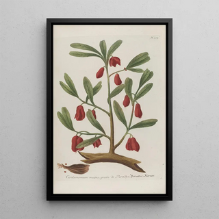 Johann Wilhelm Weinmann - Phytanthoza iconographia Pl028.webp