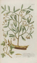 Phytanthoza iconographia Pl029 - Johann Wilhelm Weinmann — visning af kunstværket