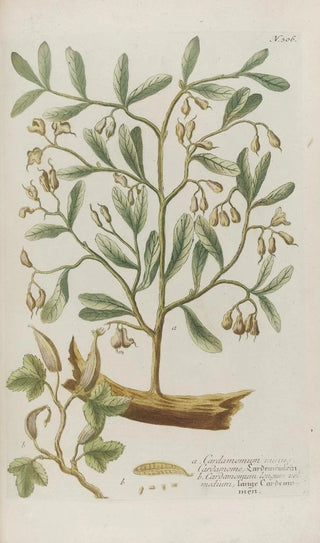 Johann Wilhelm Weinmann - Phytanthoza iconographia Pl029.webp