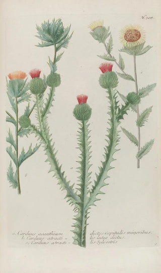 Johann Wilhelm Weinmann - Phytanthoza iconographia Pl031.webp