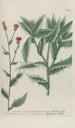 Phytanthoza iconographia Pl032 - Johann Wilhelm Weinmann — visning af kunstværket