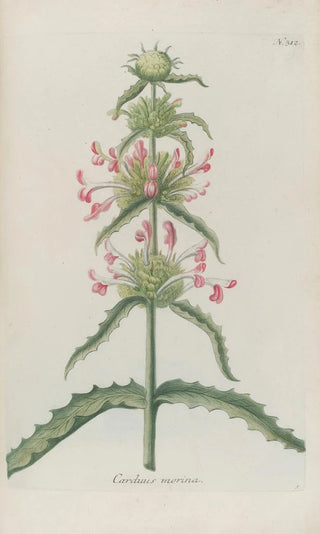 Johann Wilhelm Weinmann - Phytanthoza iconographia Pl035.webp