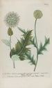 Phytanthoza iconographia Pl037 - Johann Wilhelm Weinmann — visning af kunstværket