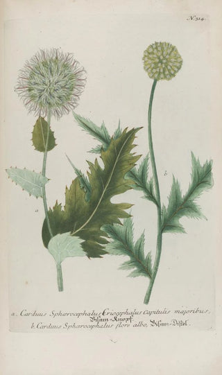 Johann Wilhelm Weinmann - Phytanthoza iconographia Pl037.webp