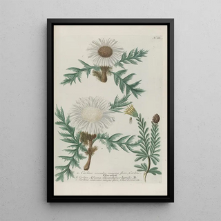 Johann Wilhelm Weinmann - Phytanthoza iconographia Pl041.webp