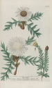 Phytanthoza iconographia Pl041 - Johann Wilhelm Weinmann — visning af kunstværket