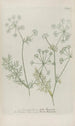 Phytanthoza iconographia Pl044 - Johann Wilhelm Weinmann — visning af kunstværket