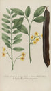 Phytanthoza iconographia Pl063 - Johann Wilhelm Weinmann — visning af kunstværket