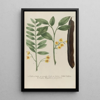 Johann Wilhelm Weinmann - Phytanthoza iconographia Pl063.webp