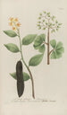 Phytanthoza iconographia Pl064 - Johann Wilhelm Weinmann — visning af kunstværket