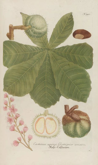 Johann Wilhelm Weinmann - Phytanthoza iconographia Pl065.webp