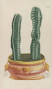 Phytanthoza iconographia Pl079 - Johann Wilhelm Weinmann — visning af kunstværket